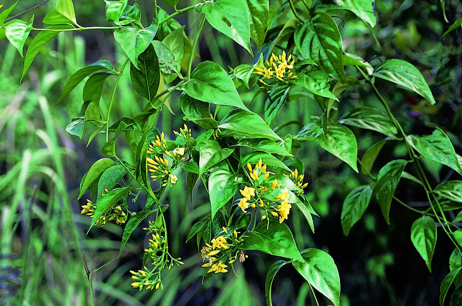 為何癌症越來越多?提醒:這6種野菜,建議少碰