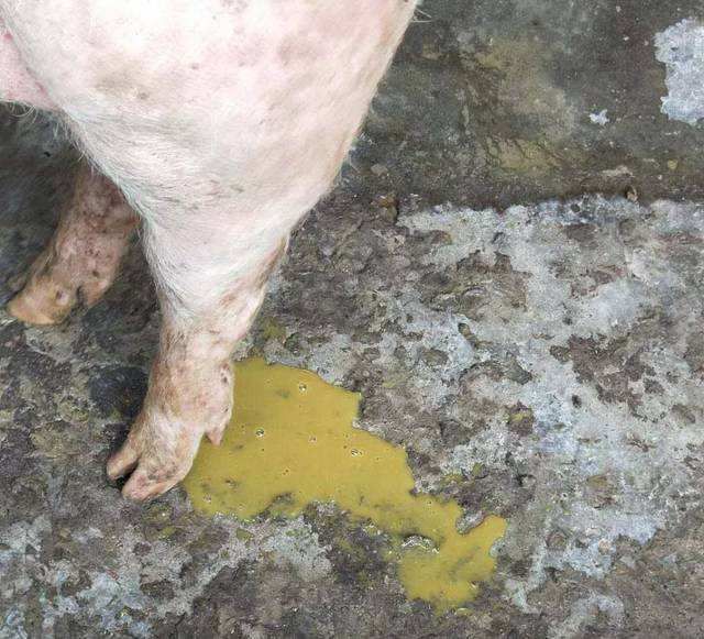 猪拉血便的三种病,这个要知道