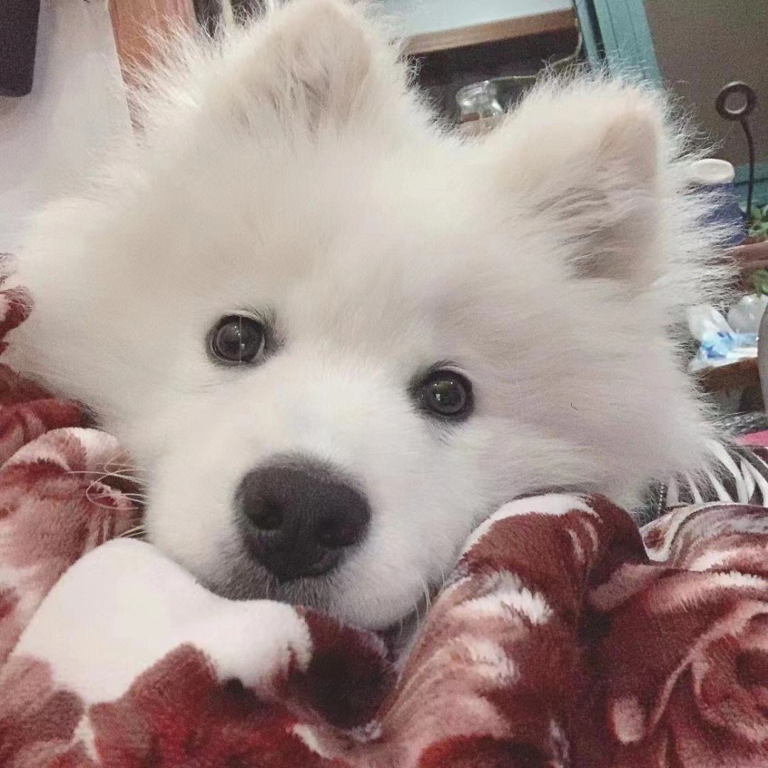 广州发布市区禁养犬名单,可别养错了