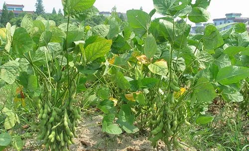 黄豆叶子卷缩是什么原因