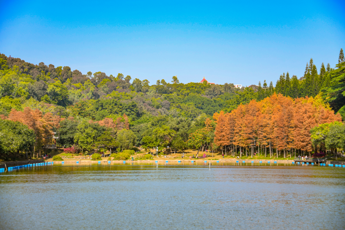 深圳莲花山公园照片图片