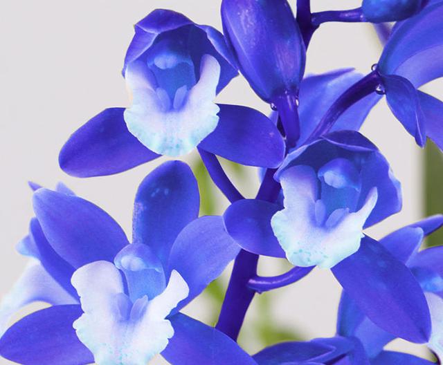 此兰值得入手,花色独特,芳香四溢,花姿典雅大气,适合新手