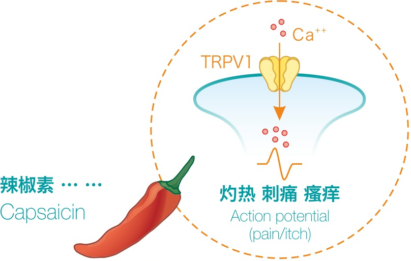 玫瑰痤疮为什么不能吃这些东西