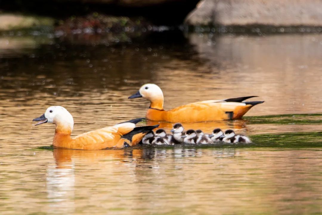 萌化了!刚刚孵化出的9只小赤麻鸭在湖中游弋!