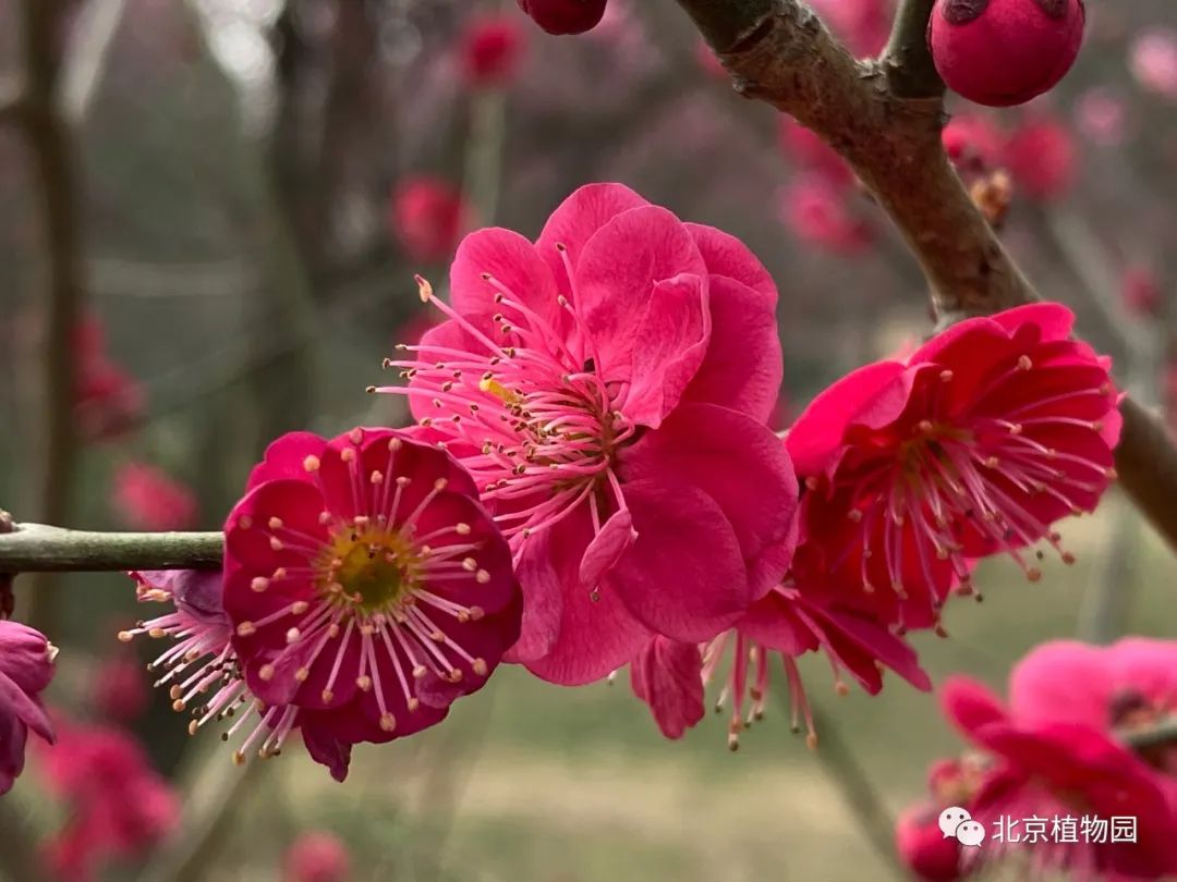 鹿儿岛红梅花图片图片