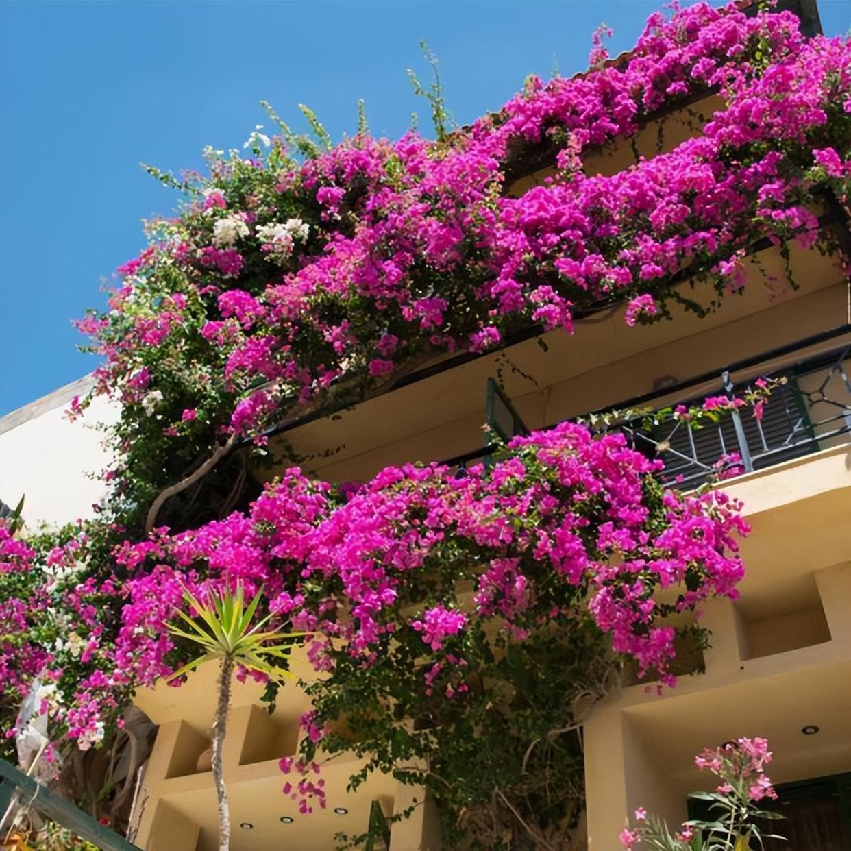 藤本类的巴西三角梅,不耗费你多余的时间,就能满足你的花墙愿望