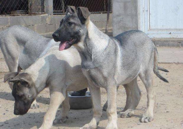 正宗狼青犬图片 名字图片