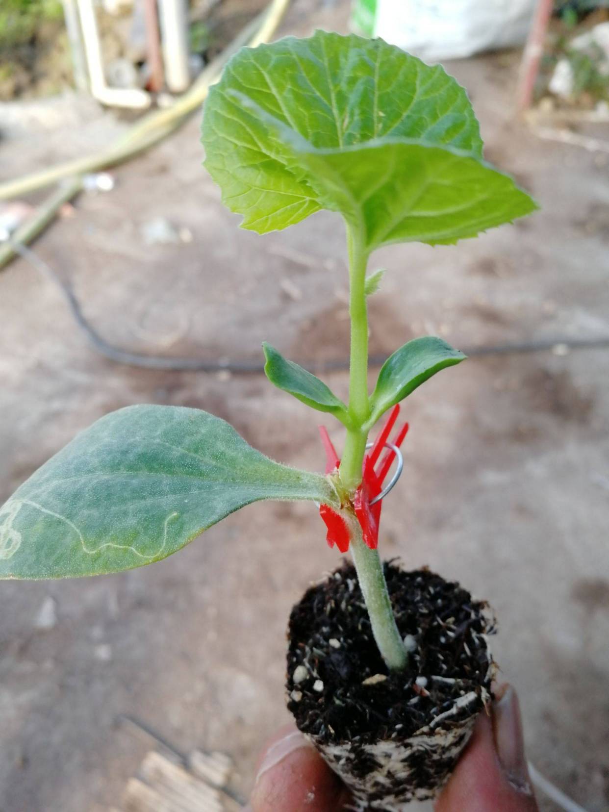 苦瓜苗嫁接的方法步骤及注意事项