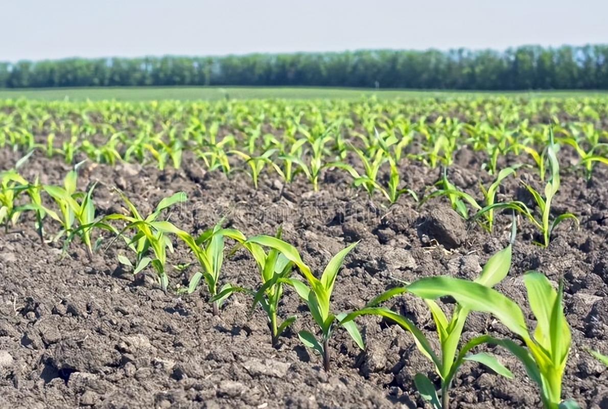 喷施玉米苗后除草剂有哪些注意事项?老农说有6禁喷,谁打谁吃亏