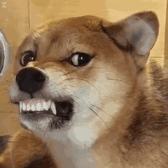 狗界最"白眼狼"&最"忠诚"的狗,你家的上榜了吗?