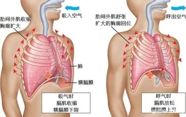 肋骨外翻症状图片