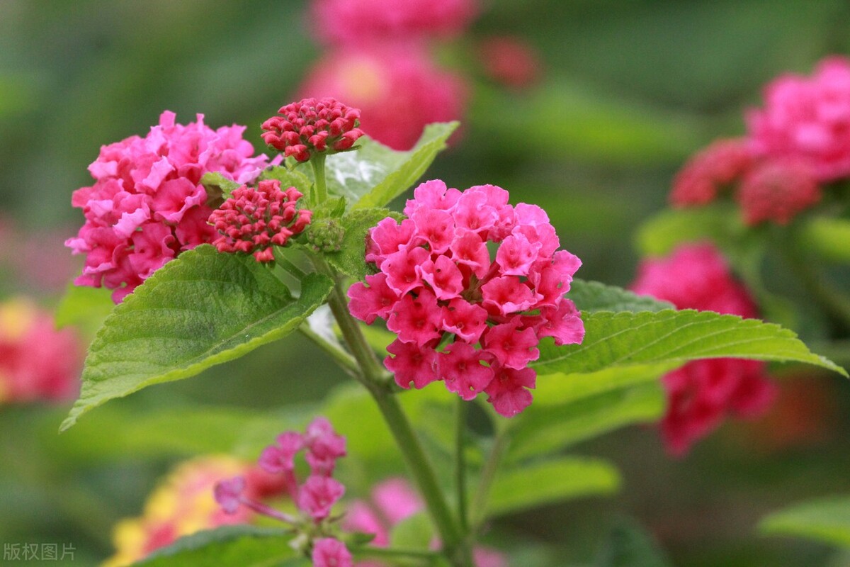 江苏南通,一生态园内五色花竞相绽放