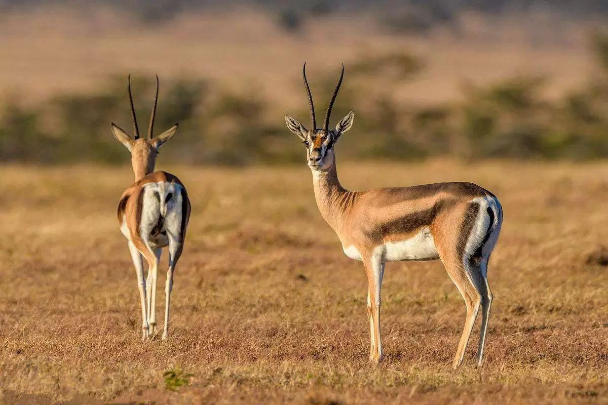 为什么羚羊会选择在草原上奔跑,而不是在森林中?