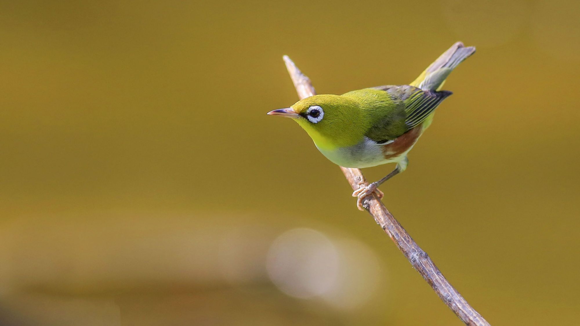 红胁绣眼鸟不怕人,容易驯养,所以不必掏取雏鸟饲养