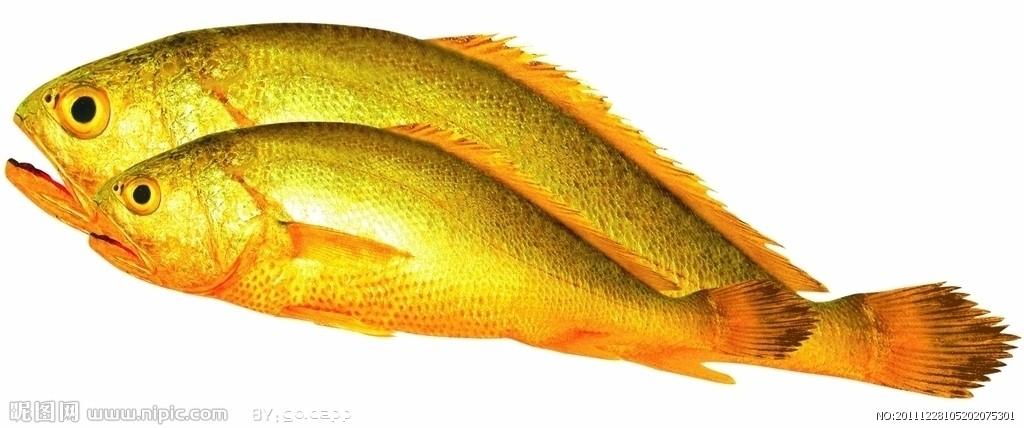 福建泉州渔民意外捕到46斤野生黄鱼,被神秘人以130万买走