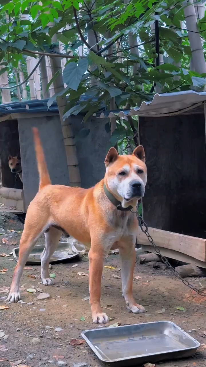 广西土猎犬