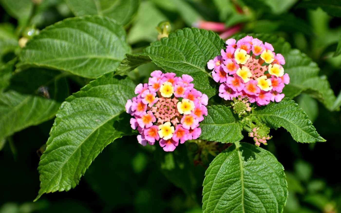 它是世界上的有害植物,根,叶,花却可作药用,可供观赏