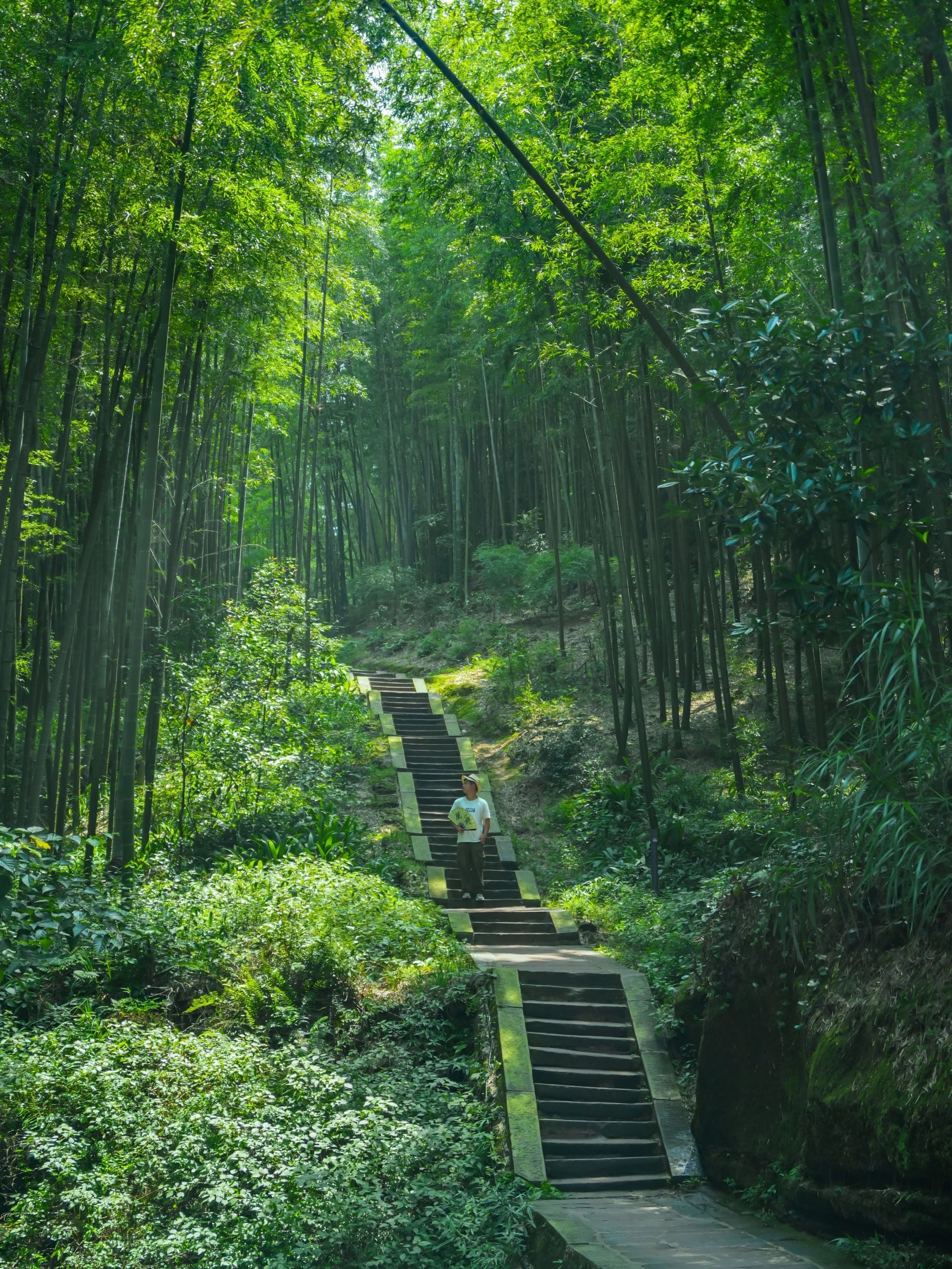 蜀南竹海在哪里图片