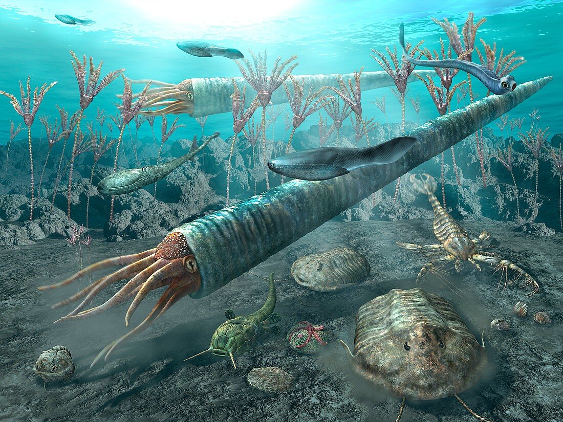 古代海洋5大顶级掠食者,最强者咬合力可达20吨,超过了霸王龙