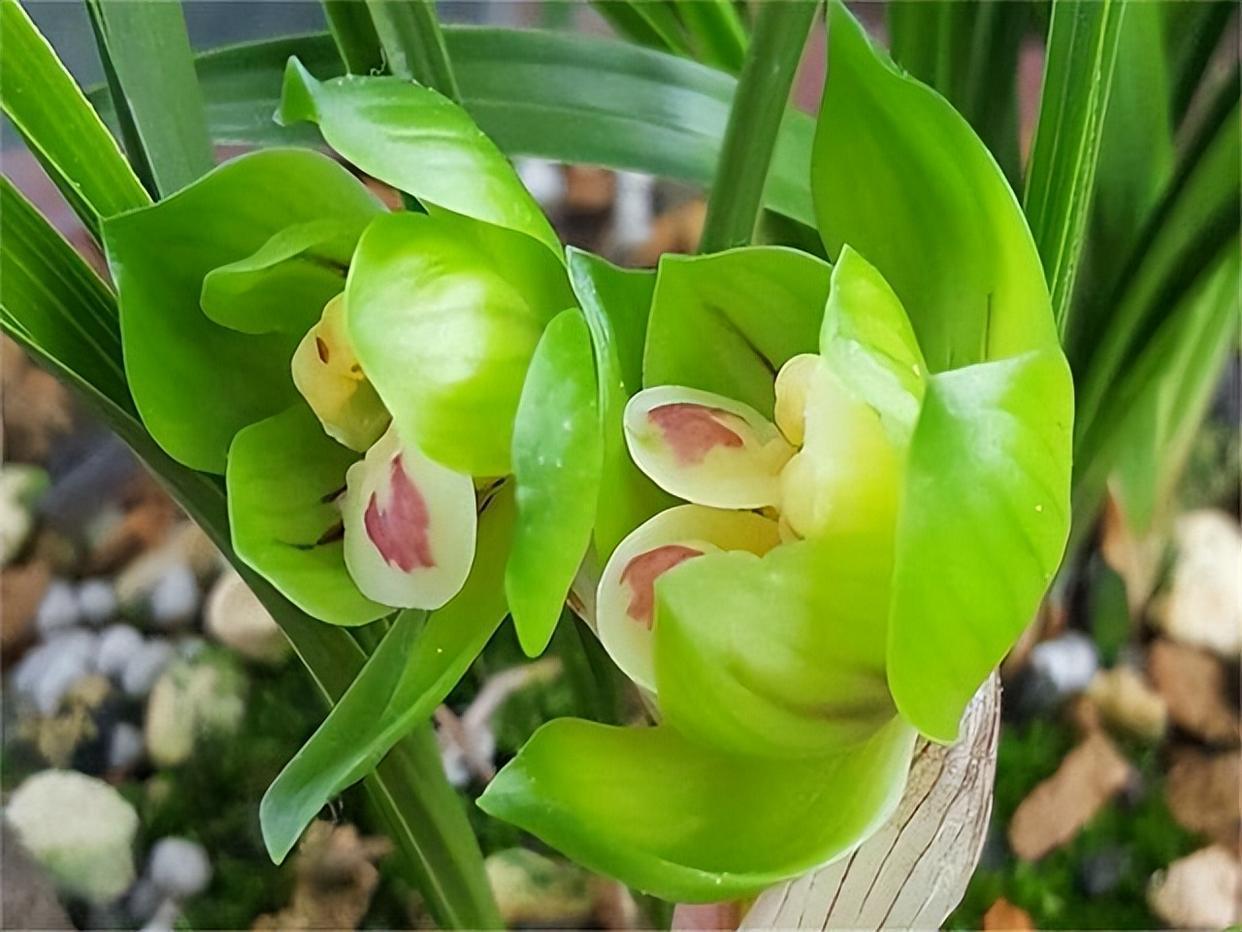 绿云有着"春兰皇后"之美誉,花型新奇,花苞浓香,好养易活