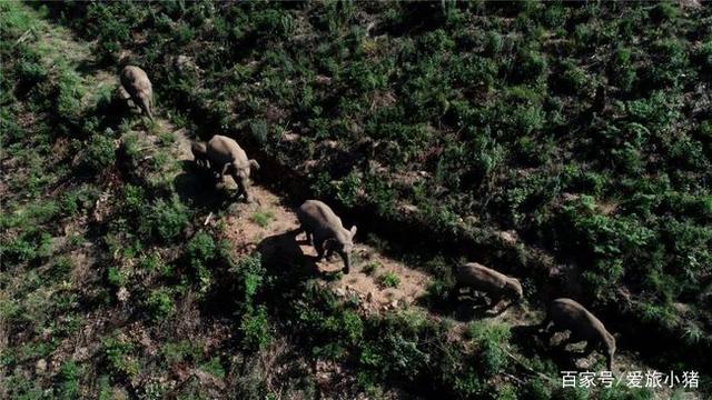 云南堵象人:4天吃住在卡车上,还有大象嘶吼声!