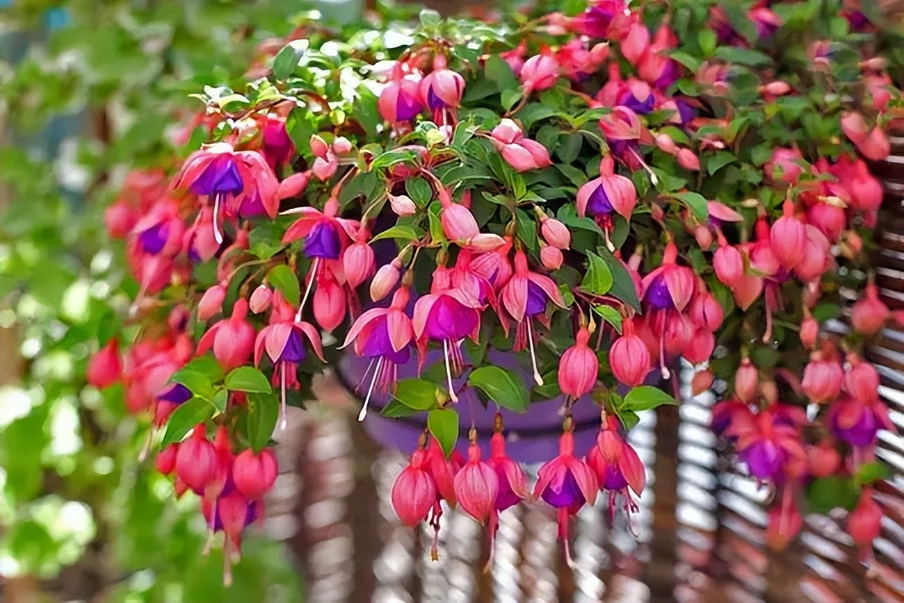5种"垂吊花",吊着养爱爆盆,开成2米花瀑布,看着真过瘾