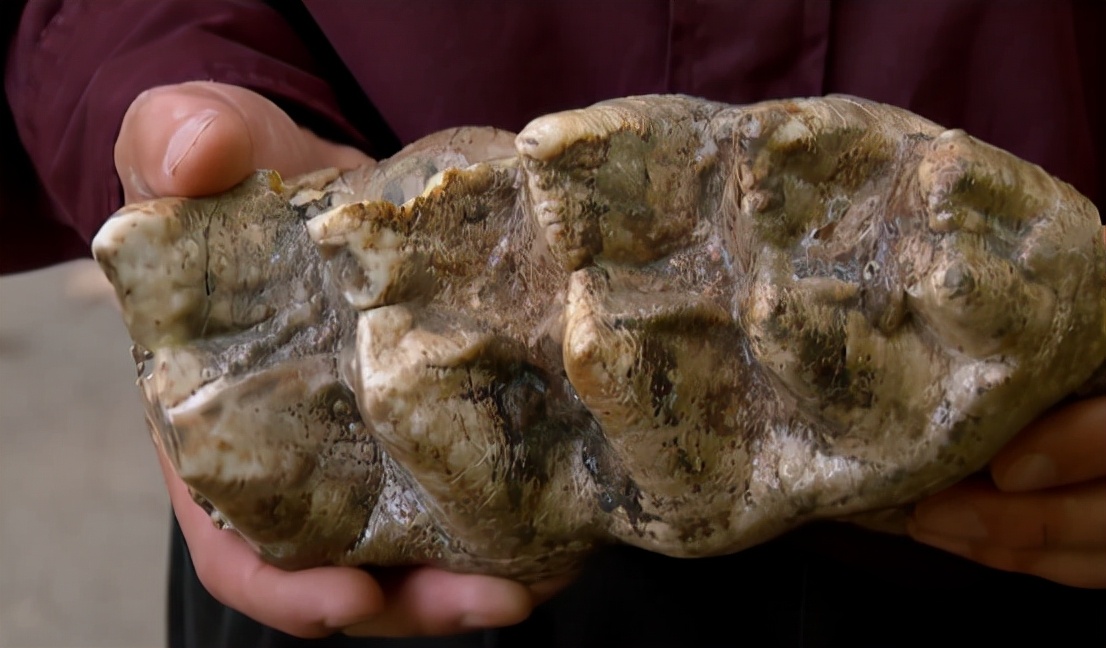 史前动物广翅鲎:专吃海洋"浮尸",4亿年前最先登陆地面的动物