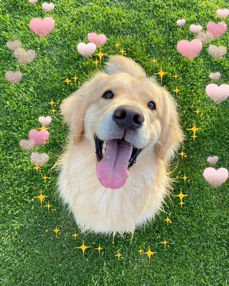 当金毛觉得幸福时,会有这6种表现,你的狗中招了吗?