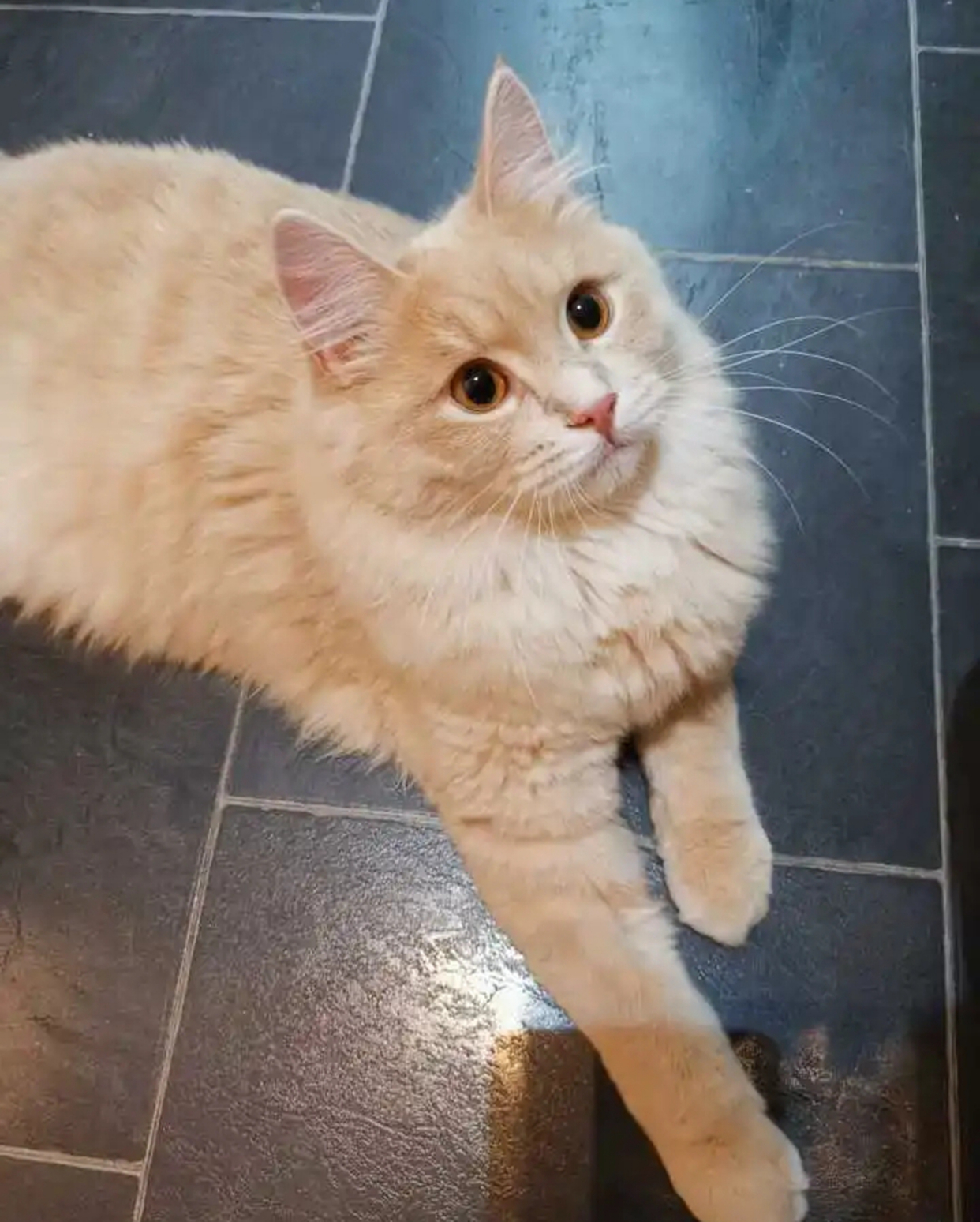 黄色的猫是什么品种?