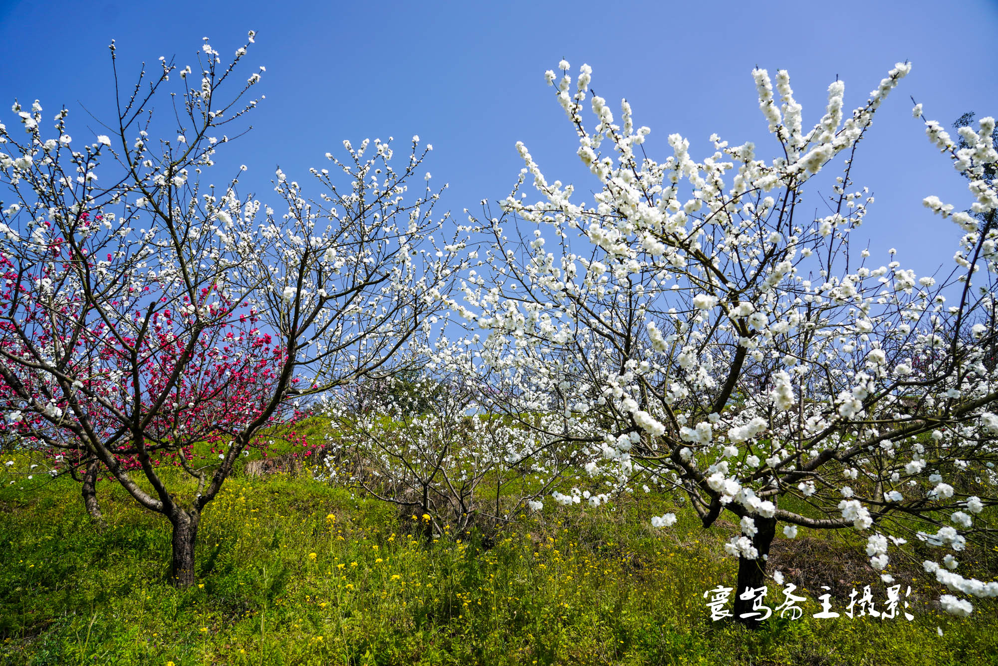 推薦個重慶近郊春遊踏青的好去處永川這三面環水的聖水湖桃花島