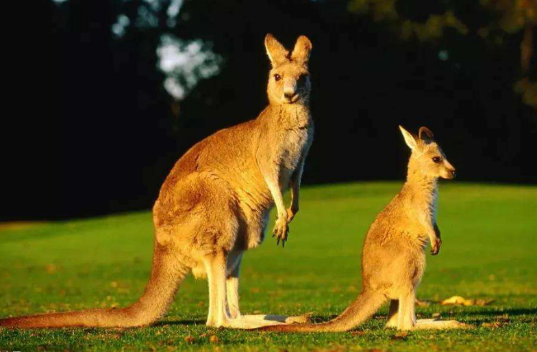 袋鼠的尾巴有什么作用?