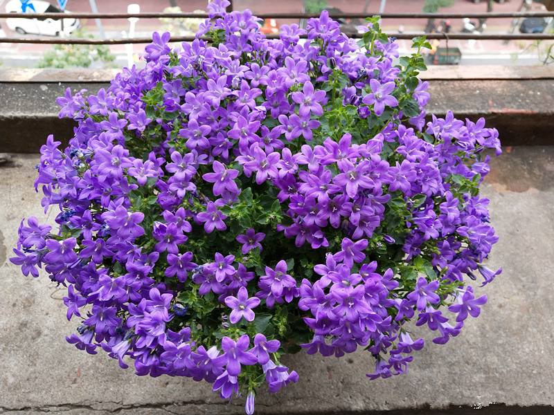 丹麦梦露风铃花好养吗