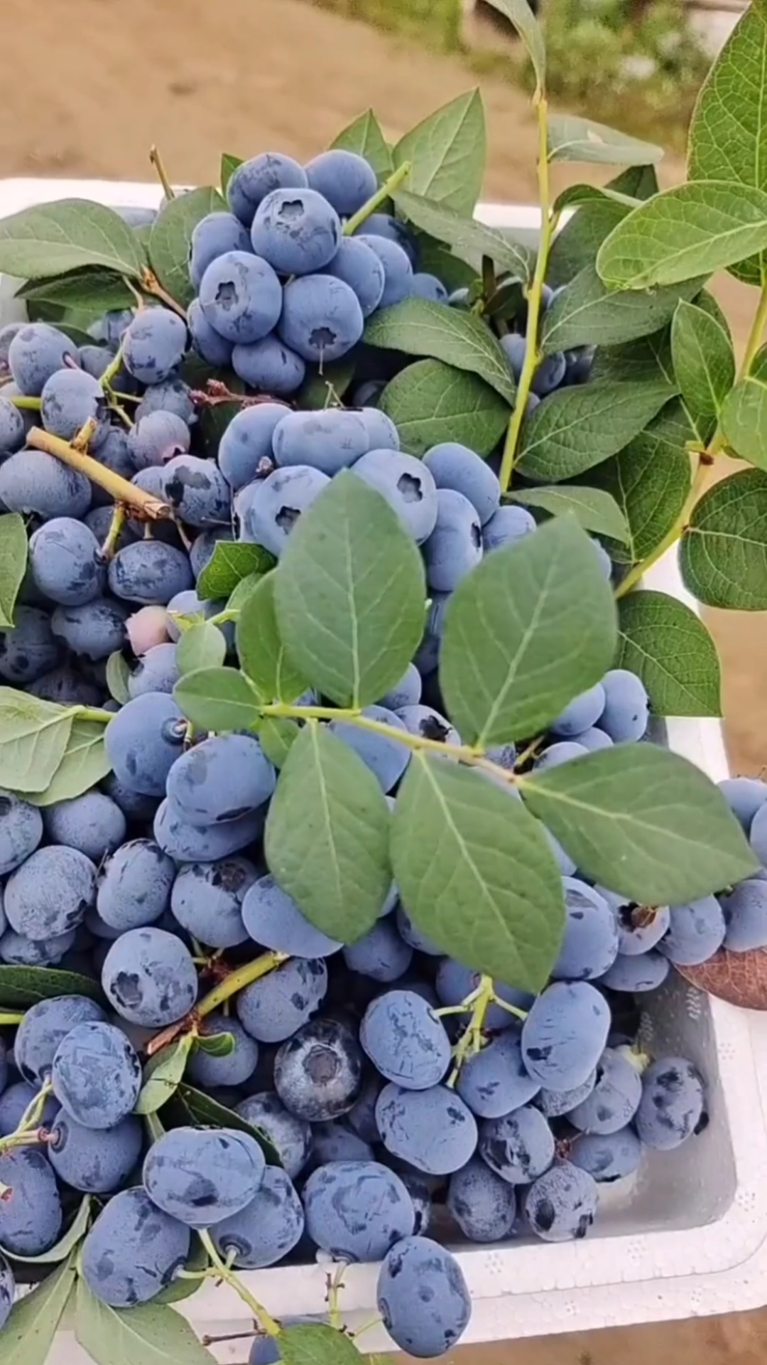 阳台种棵蓝莓"老果农"教你养,开花一串串,一棵结好几斤果子
