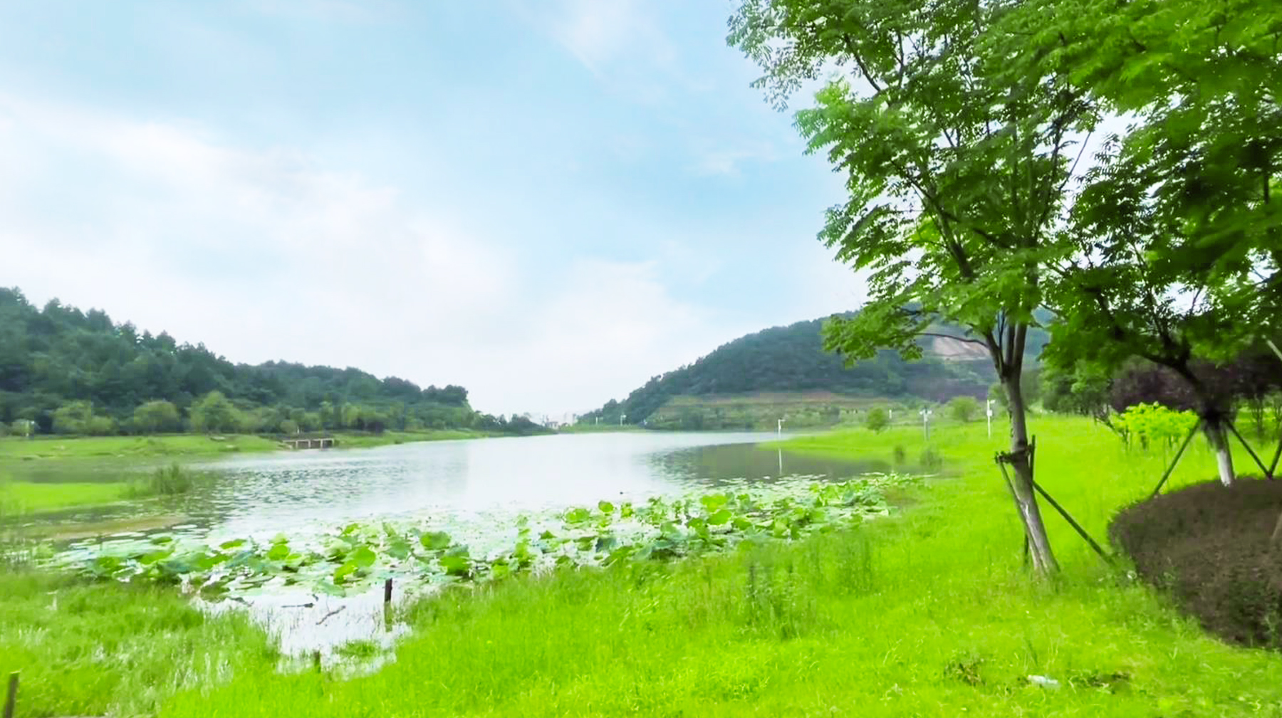 武汉新区九峰水库,因地理位置鲜为人知,却是郁郁葱葱