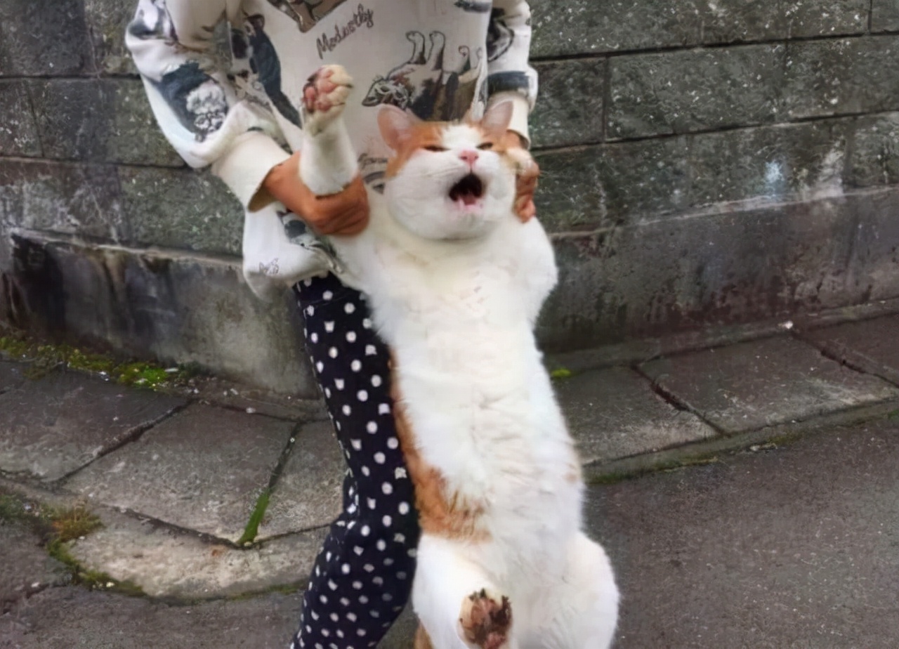 为什么猫咪被打时,不反抗,原因让人心酸!