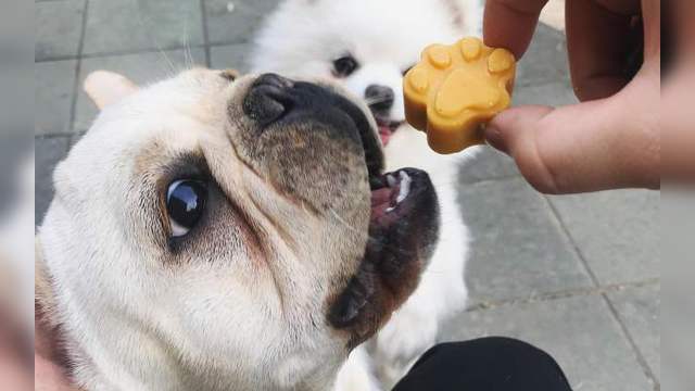 养狗禁忌:狗狗不能吃这5种食物,不然活不成