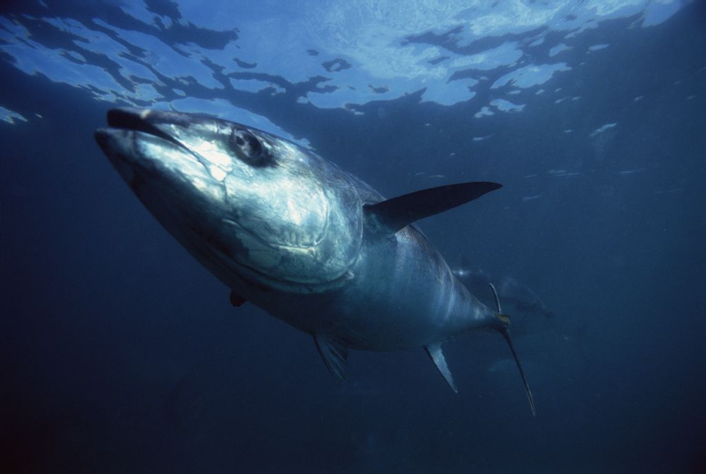 鱼类中的特殊存在,热血动物——金枪鱼,海洋中最灵活的胖子