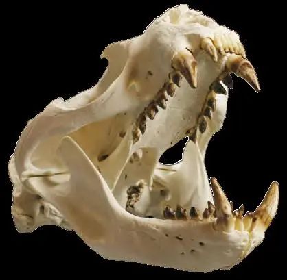 南美毛皮海狮不同动物的头骨有着不同的修饰,它们都是由演化这双蟠 