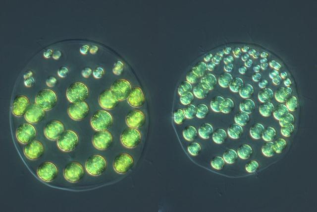 科学家发现首个 集三种不同性别于一身的藻类物种