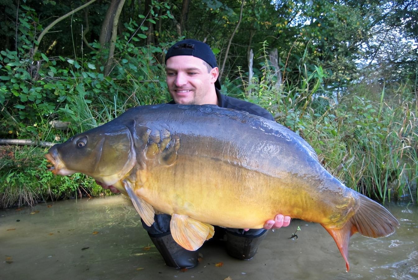 鲤鱼在美国泛滥成灾重达几十斤胖成猪为什么却没人吃