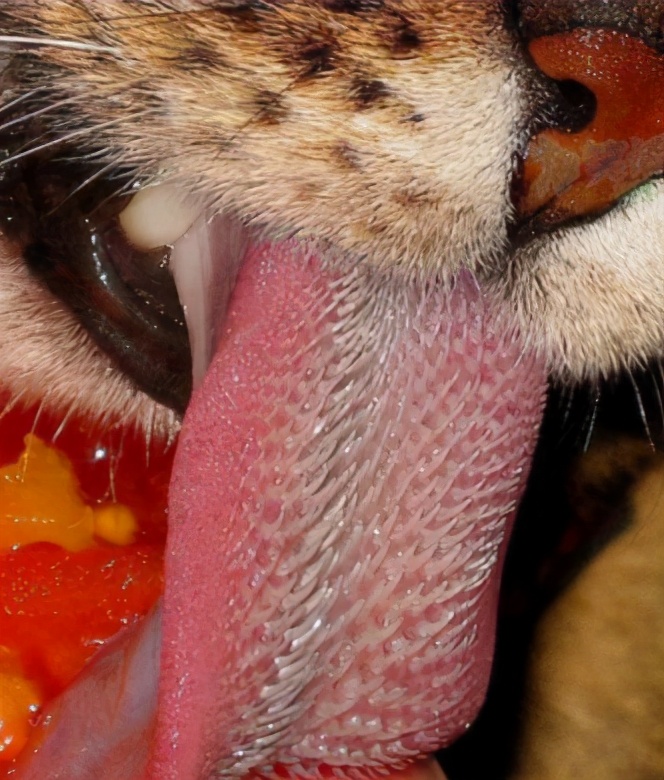 豹子的舌头图片图片