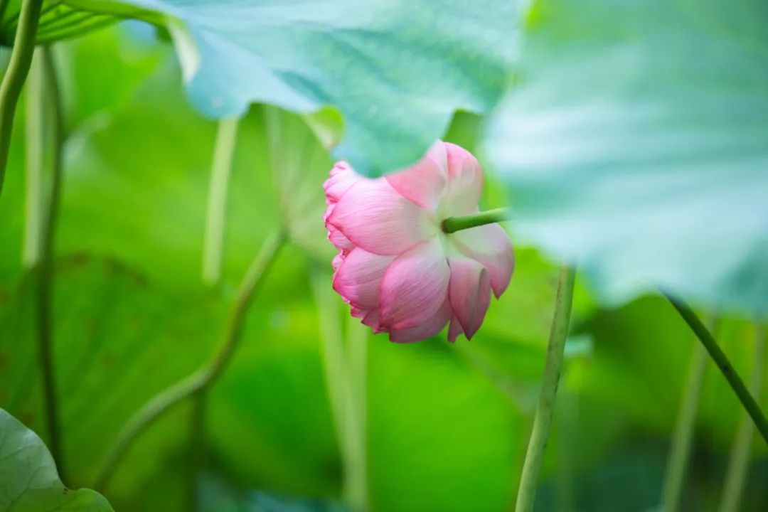 梦如初夏的图片图片