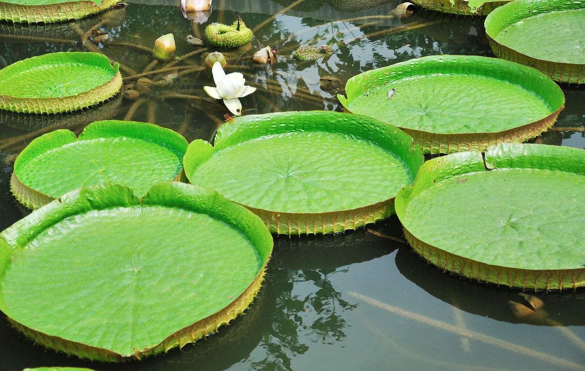 觉得水面和水边太空旷,想要种点适合水池生长的植物来美化一下,但是不