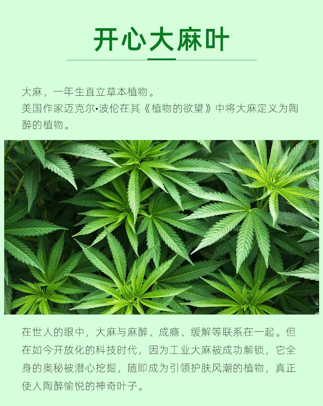 以及即将面世的工业大麻牙膏,工业大麻面霜等产品,充分利用工业大麻