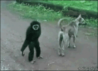 趣读丨每个去动物园看耍猴的人,都逃不过被猴耍的命