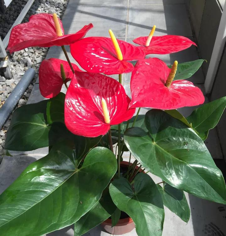 家里光照差,就选5种"耐阴花",不用见太阳,花叶俱美,好运道