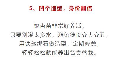 路邊的銀杏果,被他養成搖錢樹,賣了10000塊