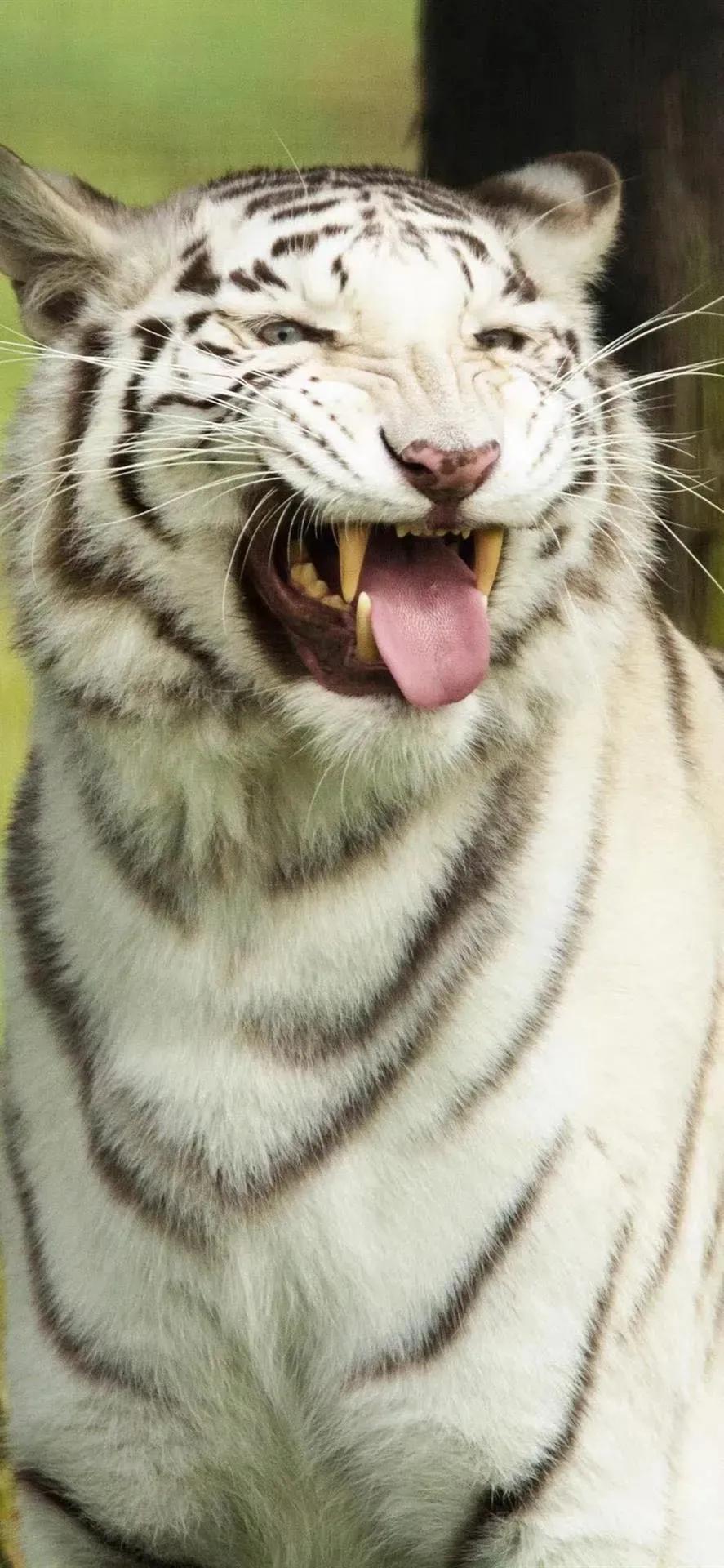 老虎壁纸,入山不怕虎伤人,只怕人情两面刀