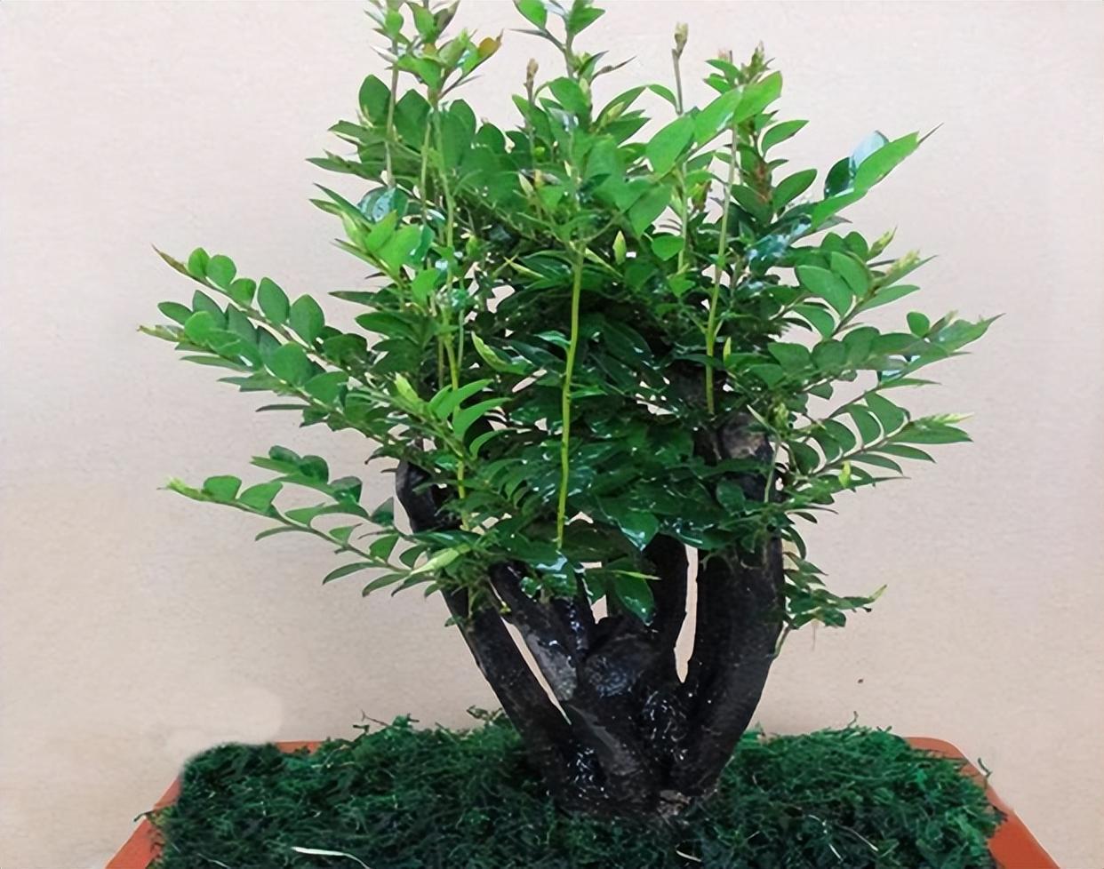 小叶紫檀盆栽,做到2点,枝叶可散发出檀香味,让人神清气爽