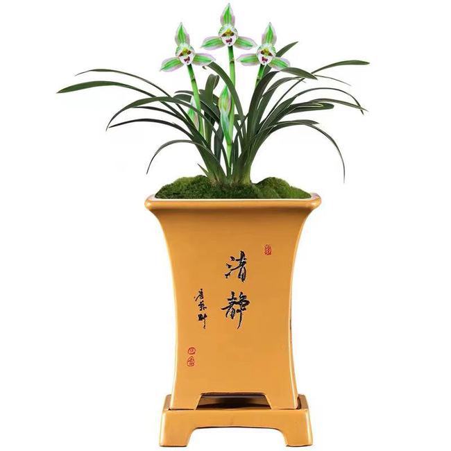 此兰极具帝王气质,又美又仙,兰香浓郁,花开后仙气十足